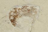 Cretaceous Eel (Enchelion) and Three Shrimp - Hakel, Lebanon #200693-2